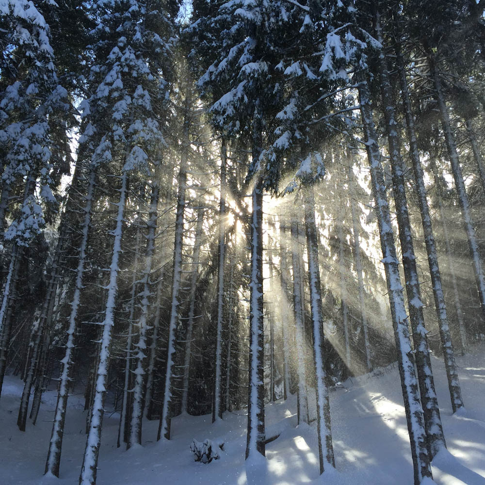 Sunlight shining through a snow-covered forest